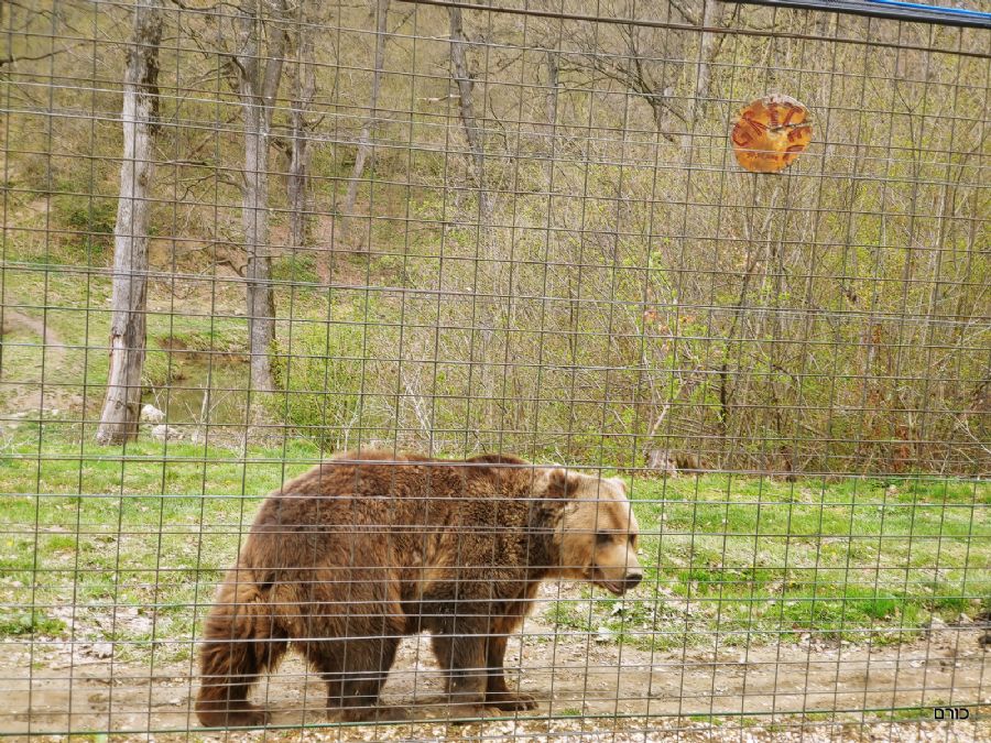 רומניה פסח 2019